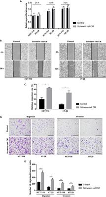 Schwann cells promote the migration and invasion of colorectal cancer cells via the activated NF-κB/IL-8 axis in the tumor microenvironment